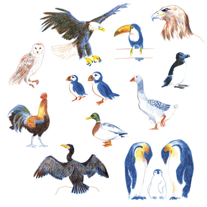 Oiseaux Web Rvb