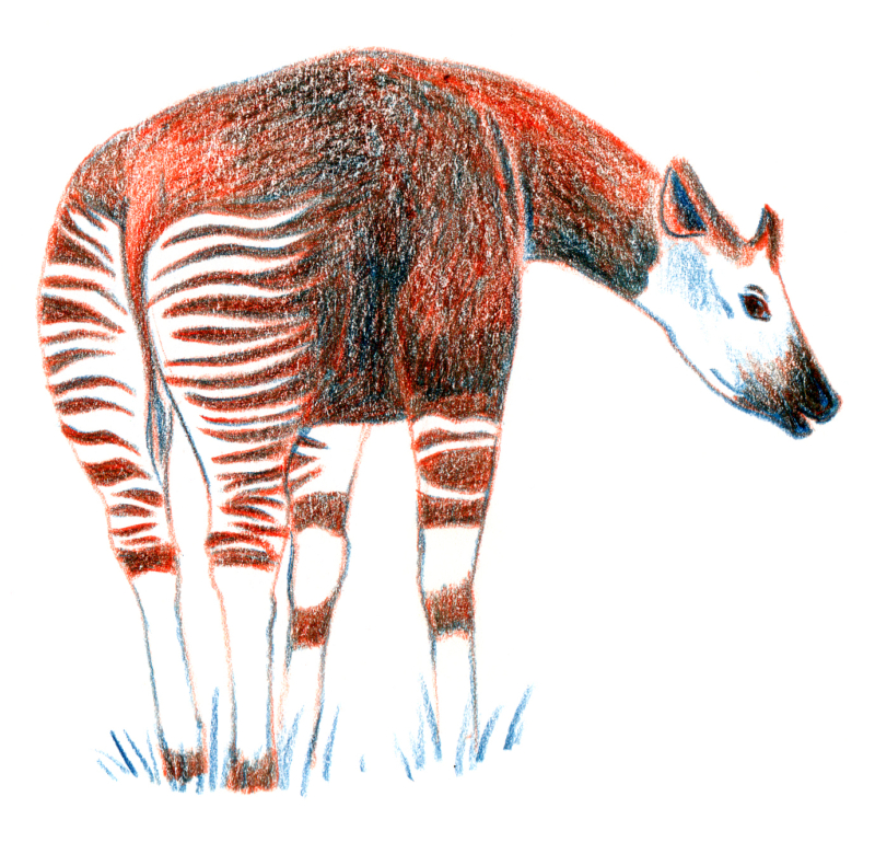 Okapi